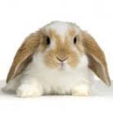 Carnet de santé de mon lapin de compagnie: avoir un lapin domestique, nain,  belier heureux sans maladie | supplément de 52 fiches hebdomadaires pour